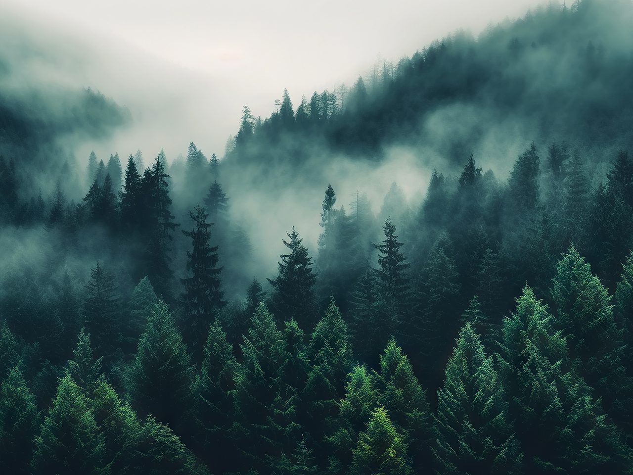 A dense forest of evergreen trees shrouded in mist with mountain slopes in the background.
