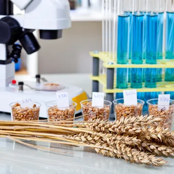 Wheat grains in front of a lab setup with test tubes and a microscope, along with small containers labelled with numbers.