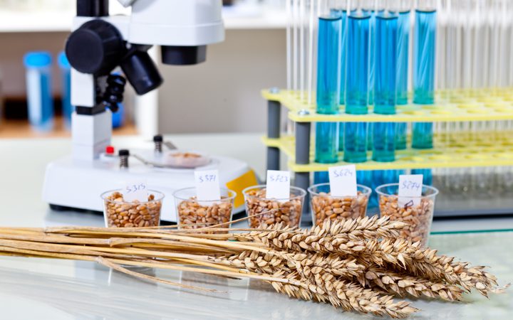 Wheat grains in front of a lab setup with test tubes and a microscope, along with small containers labelled with numbers.