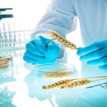 Scientist in a laboratory examines wheat grains while wearing blue gloves, with petri dishes and laboratory equipment visible on the glossy surface.