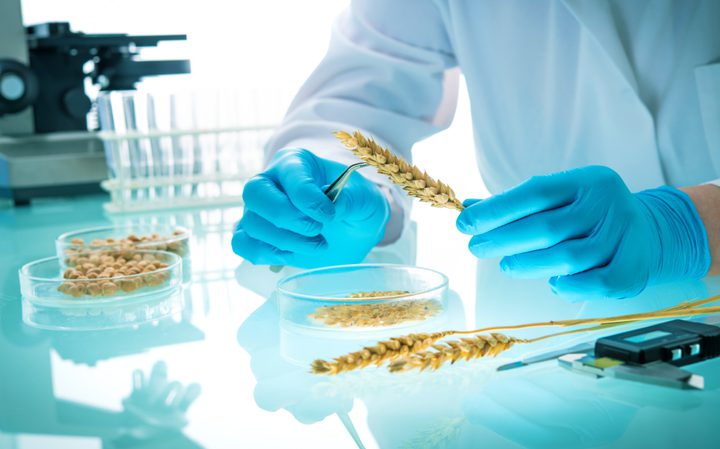 Scientist in a laboratory examines wheat grains while wearing blue gloves, with petri dishes and laboratory equipment visible on the glossy surface.