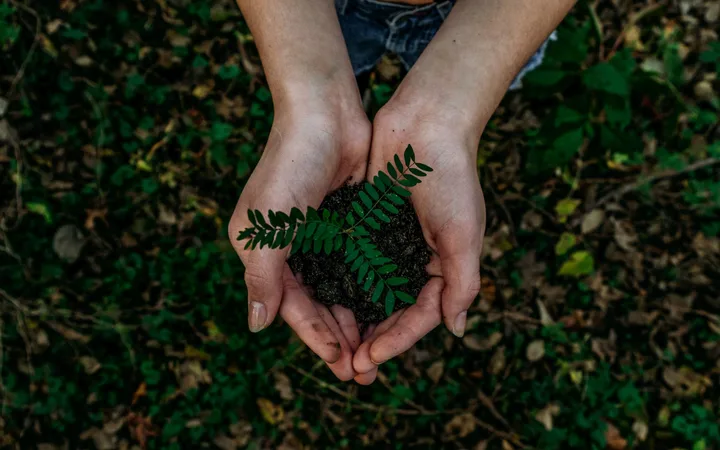 Two hands hold dark soil with a small green fern sprout, set against a background of forest ground covered in leaves and greenery.
