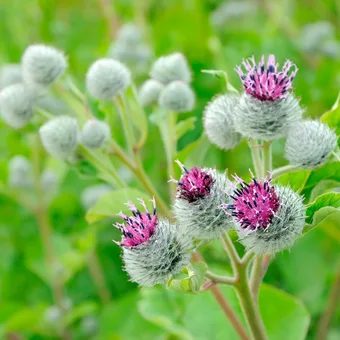 Purple thistle flowers with spiky round buds and green leaves, set against a blurred green background.