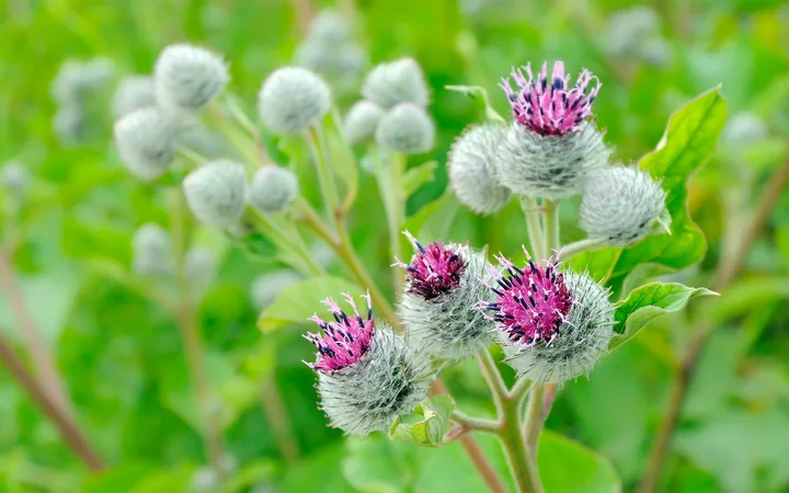 Purple thistle flowers with spiky round buds and green leaves, set against a blurred green background.