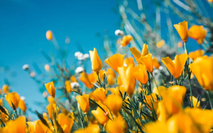 Bright yellow wildflowers against a clear blue sky with a few white clouds, taken from a low angle.