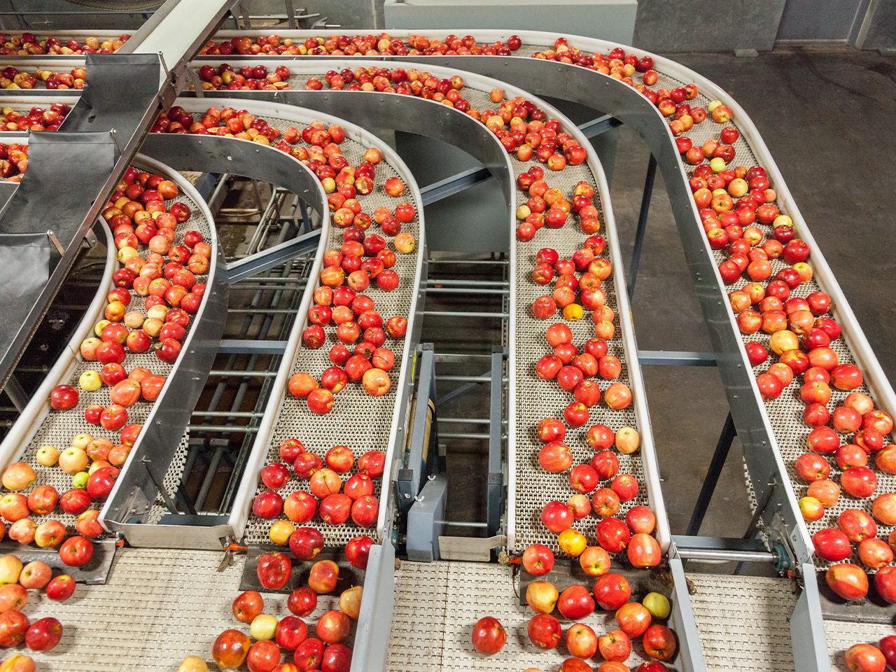 Industrial apple-processing line with curved stainless-steel conveyors forming loops, carrying red and yellow apples on metal sorting belts.