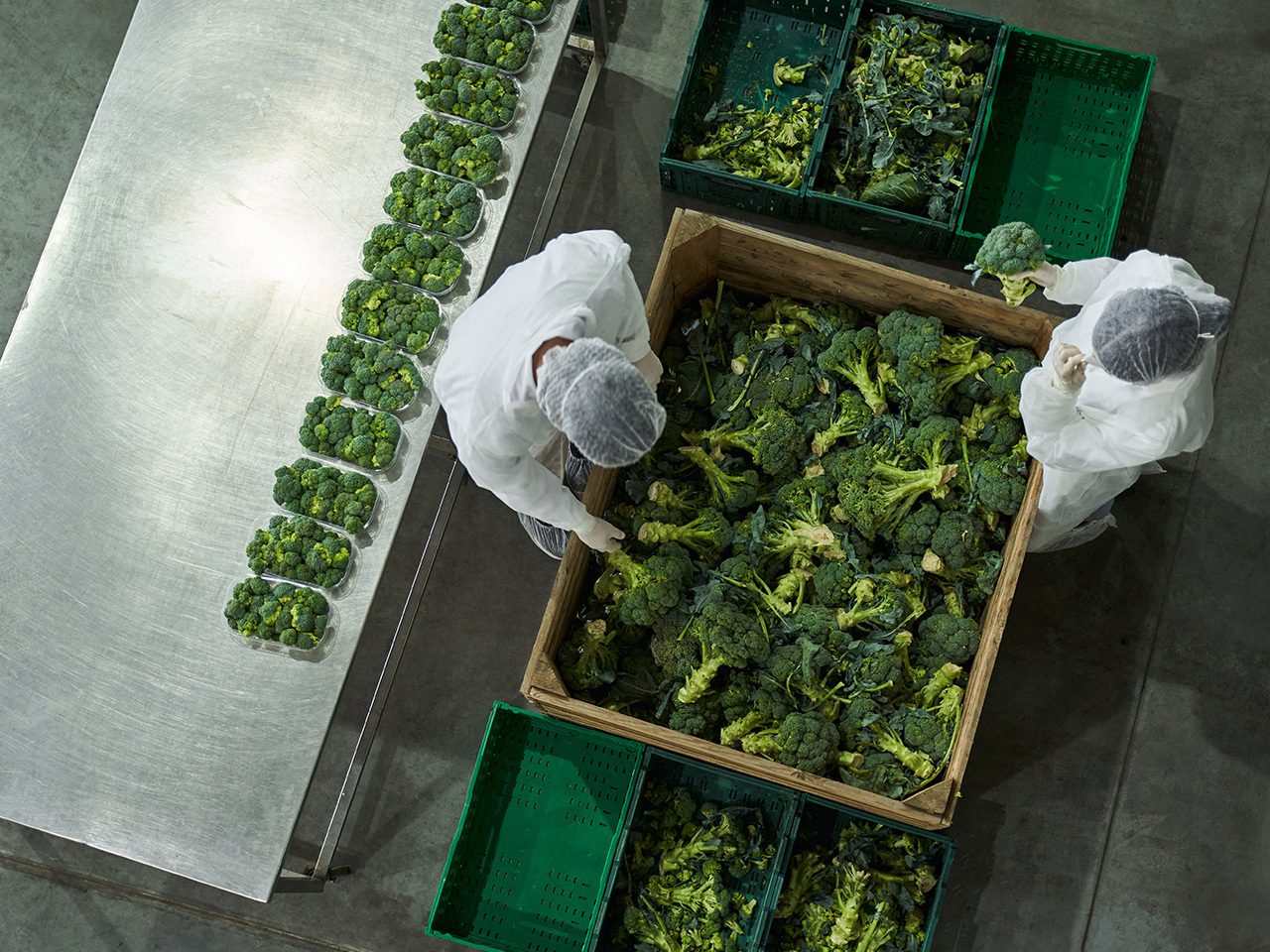 Overhead view of two workers in white protective suits and hairnets handling fresh broccoli in a wooden crate, with green crates and a table nearby.