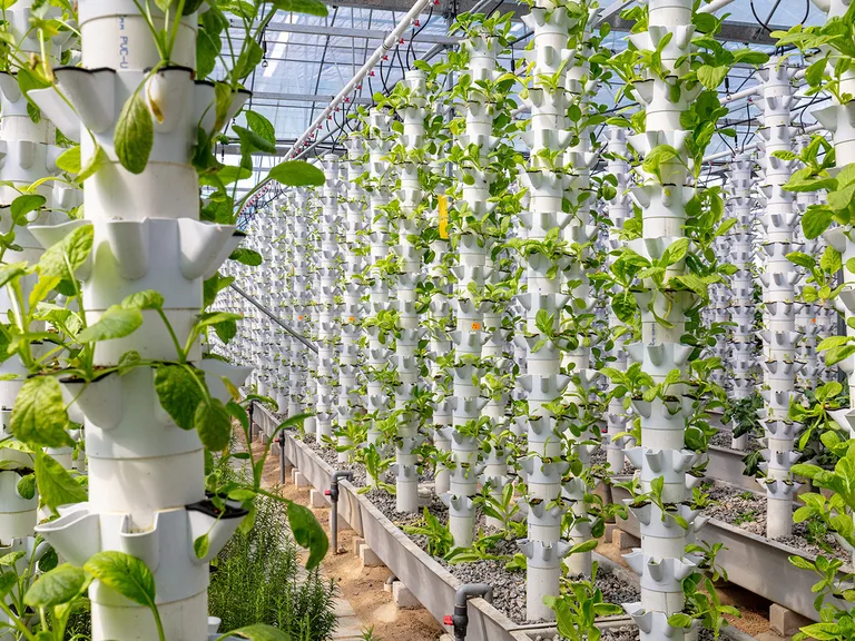 Inside a greenhouse, vertical hydroponic towers built from white PVC pipes hold leafy greens in stacked cups along long rows.