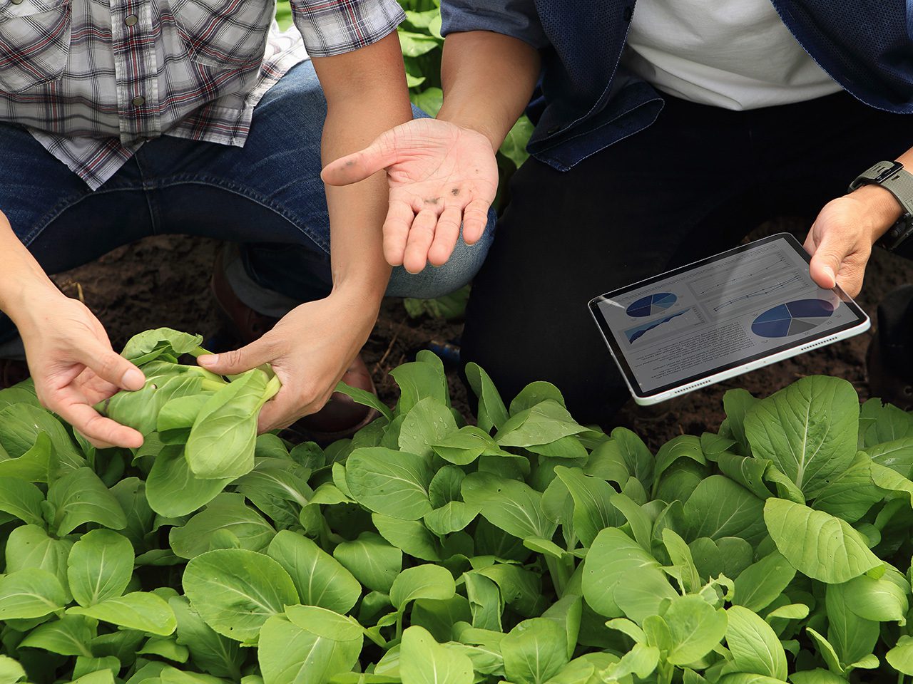 Two people in a garden examine bok choy; one pulls leaves while the other holds a tablet displaying charts.