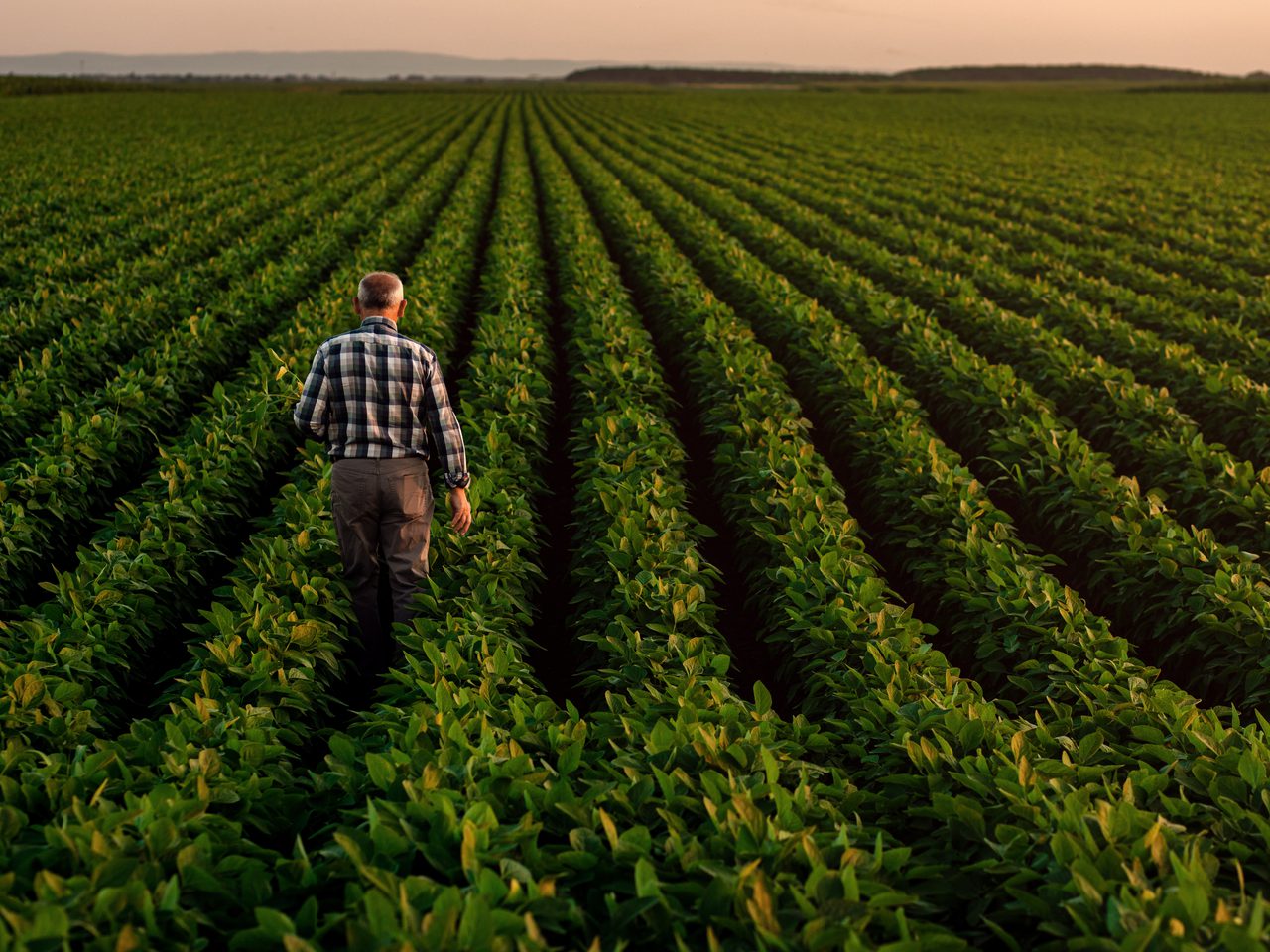 A man in a checked shirt walks through a large, well-maintained green field with evenly spaced rows of crops, under a soft sunset sky.