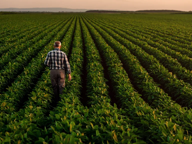 A man in a checked shirt walks through a large, well-maintained green field with evenly spaced rows of crops, under a soft sunset sky.
