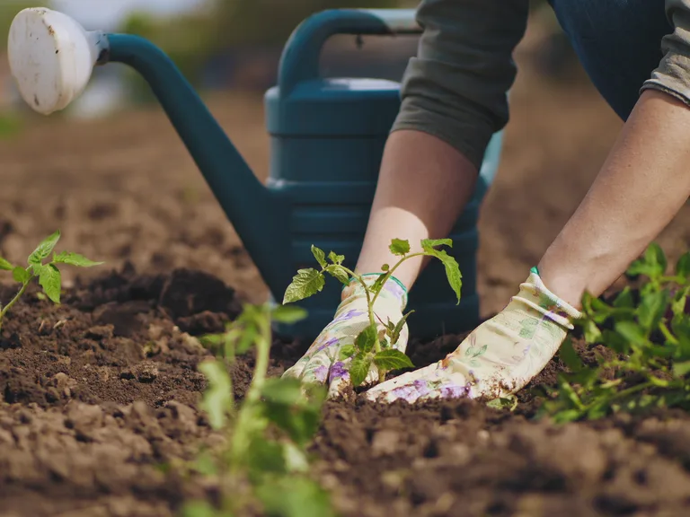 Person kneels in a garden bed, planting small seedlings in rich soil with a blue watering can nearby, wearing floral-patterned gloves.