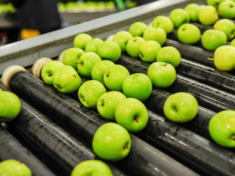 Green apples on conveyor belts in a fruit processing facility.
